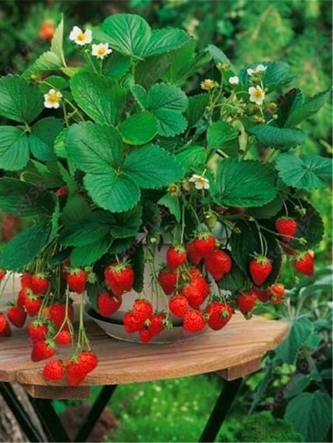 Planta de morango com FrassGold