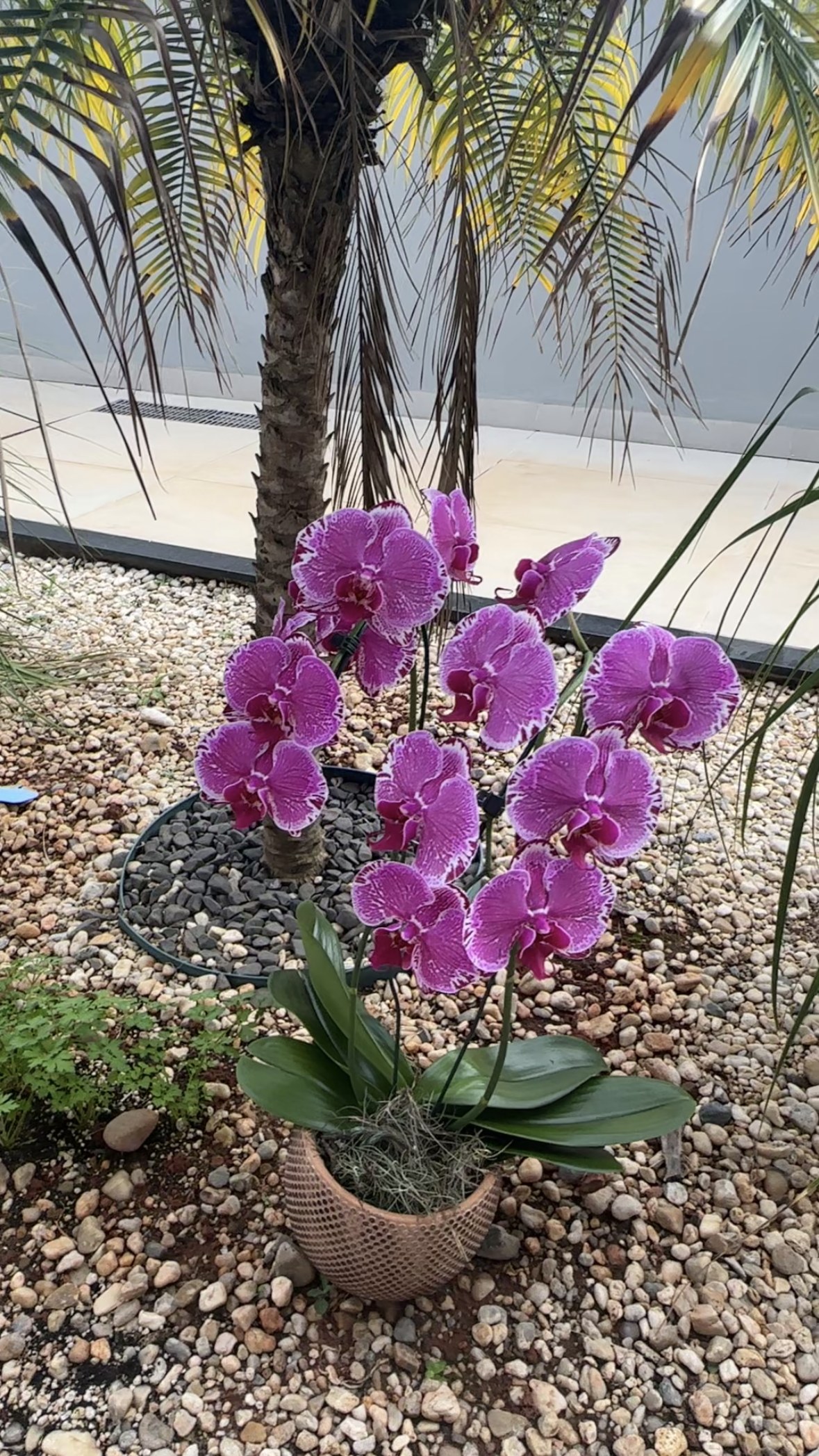 Orquídeas floridas com FrassGold